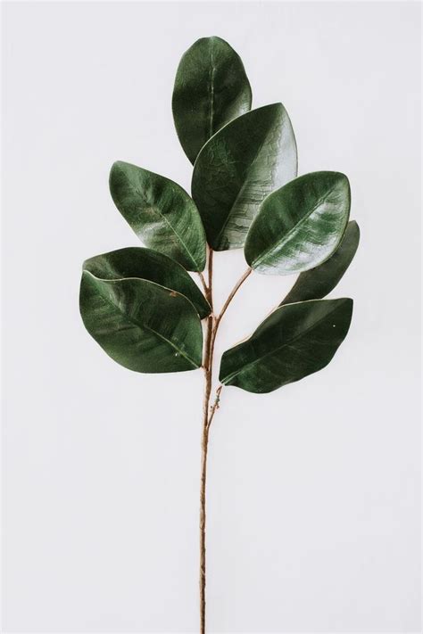 Foliage | Plant aesthetic, Plant leaves, Plants