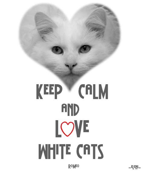 Keep Calm And Love White Cats Created By Eleni Keep Calm Quotes Keep Calm And Love Keep Calm