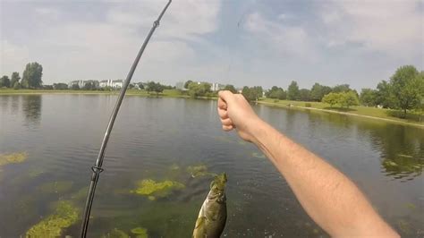 Bass Fishing With Lizards Local Pond Youtube