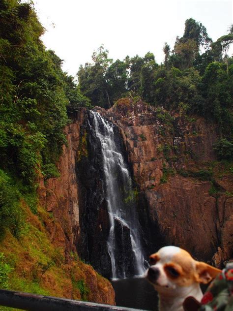 Khao Yai National Park Thailand | Khao yai national park, National parks, Khao yai