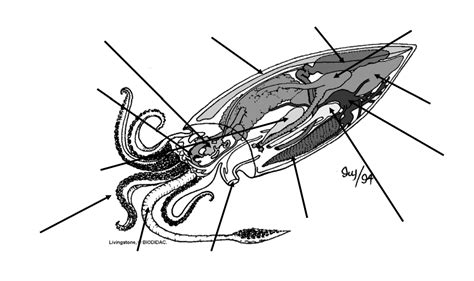 Class Cephalopoda Diagram Quizlet