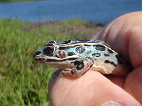 Mass. biologist finds rare blue leopard frog - The Boston Globe