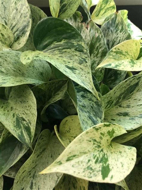 Marble Queen Vs Golden Pothos Differences And Similarities Garden