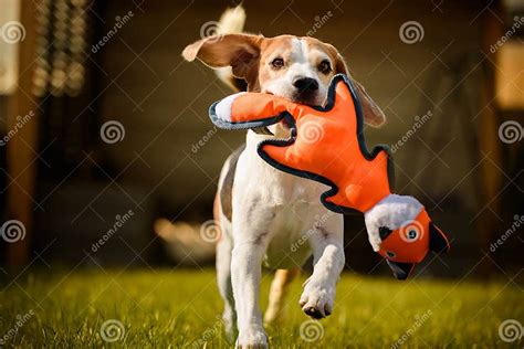 Funny Beagle Dog Playing with Toy on Sunny Sunny Day Stock Photo ...