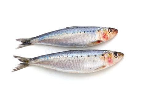 Fresh Sardine Fish Stock Image Image Of Sardines Nice 18086703