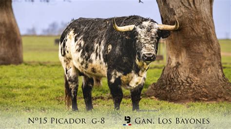 Toros Del Carnaval 2023 Excmo Ayuntamiento De Ciudad Rodrigo Salamanca