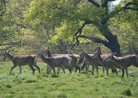 Photographs — Richmond Park — Deer — 4 May 2016 — 1 — wasaweb.net