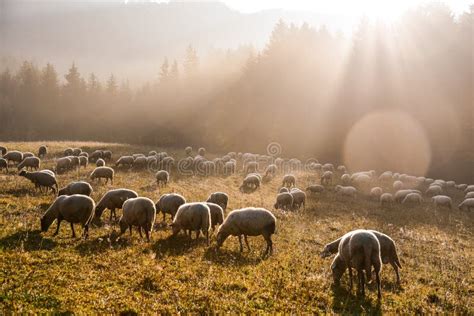 Group Of Sheep On Pasture In Beautiful Morning Light Stock Image