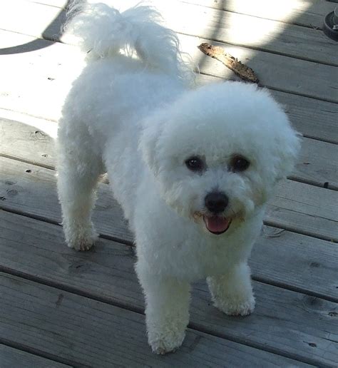 Adult Bichon Frise Puppy Cut