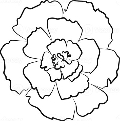 Marigold Flower Outline 44571466 PNG