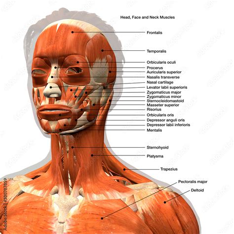 Facial Muscles Labeled Frontal View On White Background Ilustración De