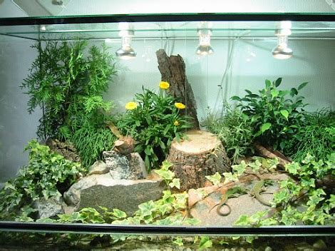 Террариум: основные требования к конструкции и виды - Ecohouse.info