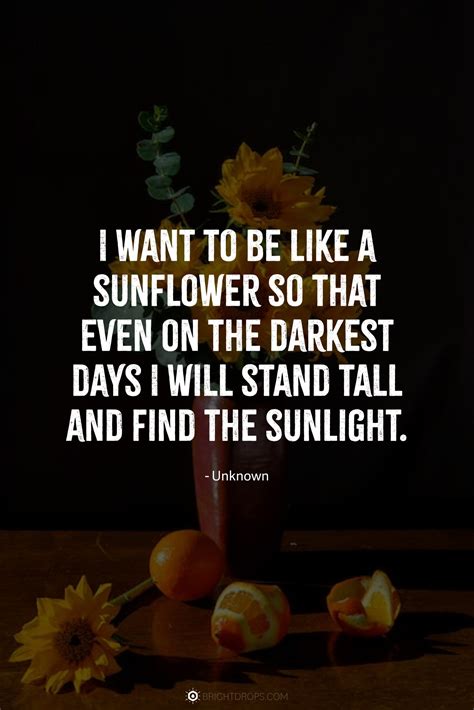 147 Sunflower Quotes for Instagram and Social - Bright Drops