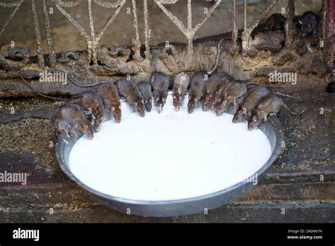 Rats Drinking Milk At Rats Temple Or Karani Mata Temple At Deshnok