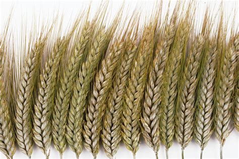 Durum wheat: sustainable and innovative genetic improvement – Ecobreed