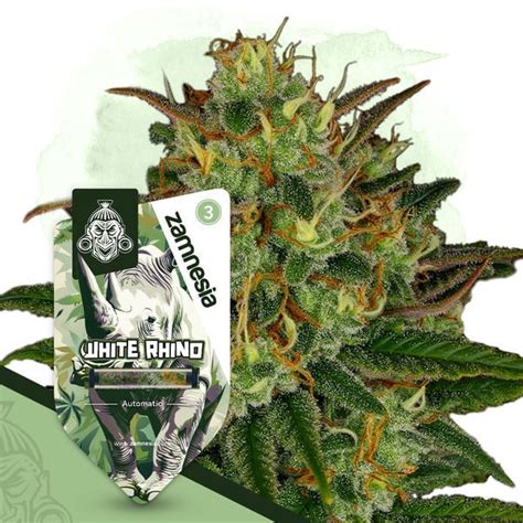 White Rhino Automatic Zamnesia Seeds Zamnesia Usa