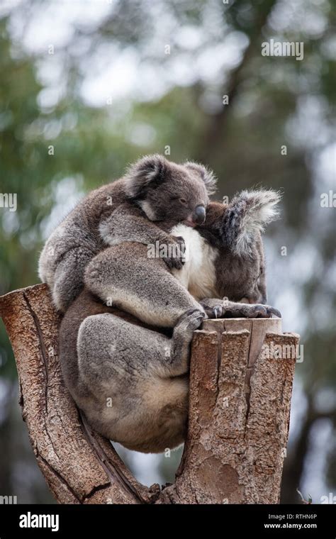 Cute Embracing Couple Of Australian Koala Bears Mother And Its Baby