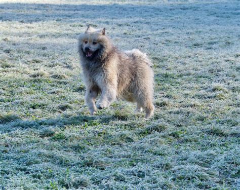 90 White Eurasier Stock Photos Pictures And Royalty Free Images Istock