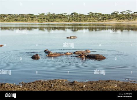 Hippopotamuses swimming in lake Stock Photo - Alamy