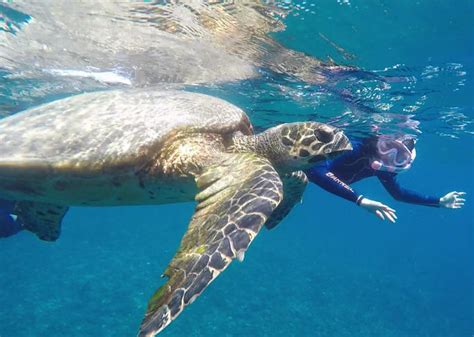 Snorkeling Gili Trawangan - Gili Meno - Gili Air - Lombok island