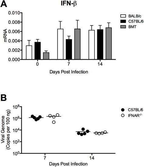 Type I IFN Production In BMT Mice A BMT Mice BALB C Donor C57BL 6