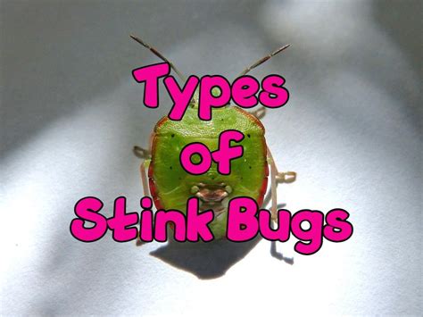 Types Of Stink Bugs Identification Guide And Pictures