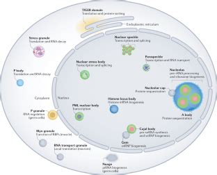 Nature Reviews Molecular Cell Biology X Mol