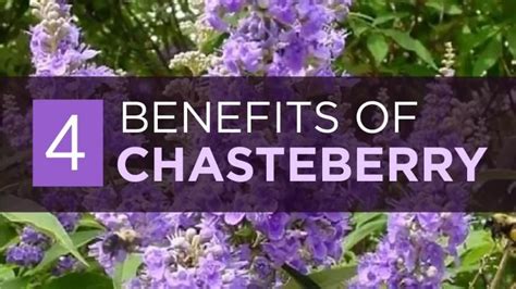 Chasteberry Benefits Artofit