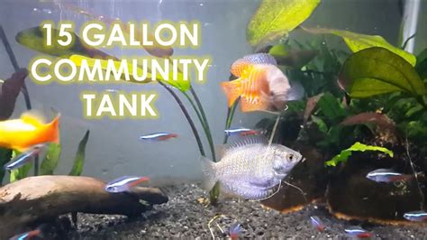 Planted Community Tank Dwarf Gourami Neon Tetras Corycat Youtube