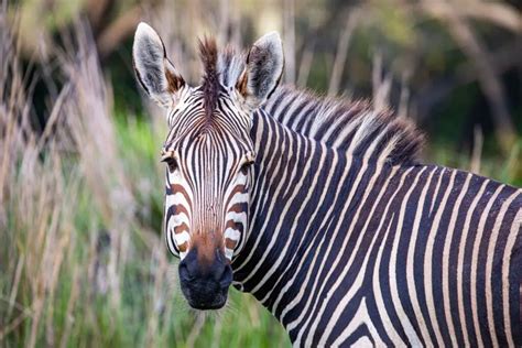 Newborn Zebra Foals Make Savanna Debut At Disneys Animal Kingdom