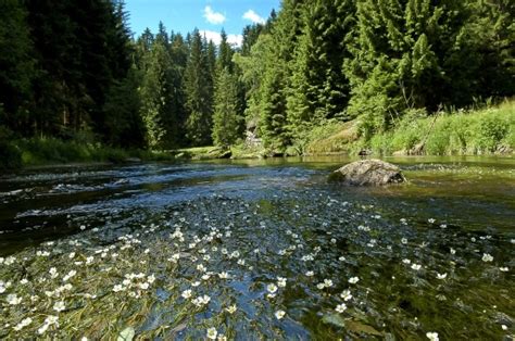 Bild Zum Schutz Sterreichischer Naturr Ume Gourmet Business Spendet