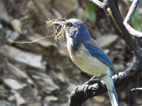 Scrub Jay Nesting (Behavior, Eggs + FAQs) | Birdfact