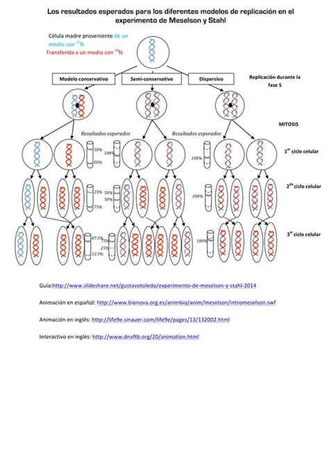Meselson y stahl Documento sobre el experimento que aportó evidencias