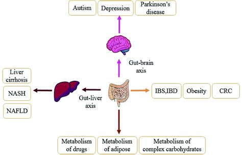 Gut Microbiota As Important Modulator Of Metabolism In Health And