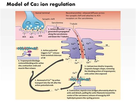 Calcium Ion In Muscle Contraction