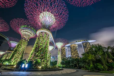 night view   supertrees grove cloud forest flower dome
