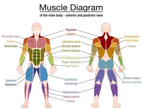 Anterior Muscles Of The Human Body Diagram