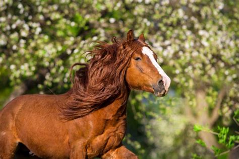 How Many Hands is a Draft Horse: A Detailed Guide - HorseNameIdeas.com