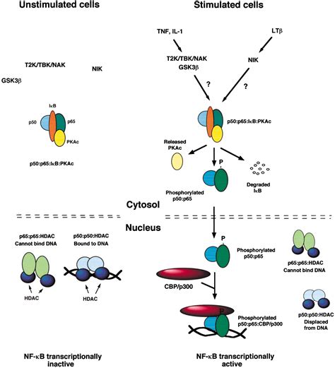 The Phosphorylation Status of Nuclear NF ΚB Determines Its Association