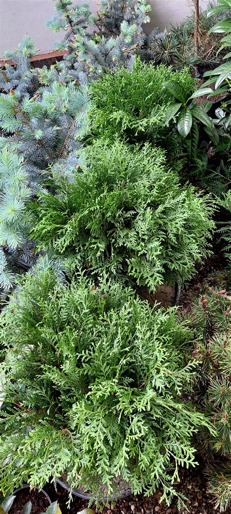 Thuja Occidentalis Globosa Rasadnik Cvjetićanin