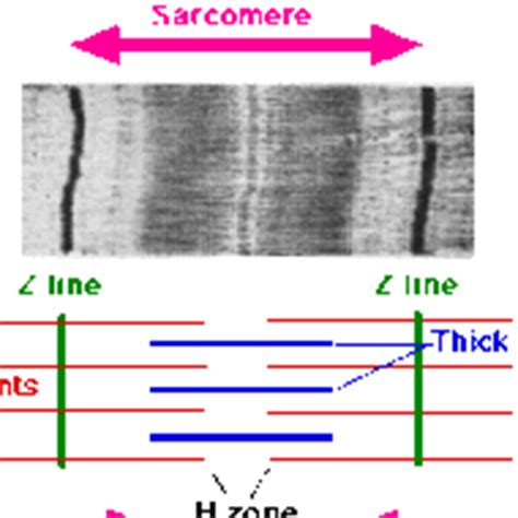 Sarcomere Structure Tutorial | Sophia Learning