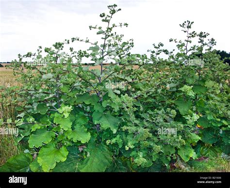 Bur Burdock Burr Arctium Lappa Great Burdock Compositae Lappa Major