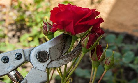 Rosiers Buissons Nos Conseils De Plantation De Taille Et Dentretien