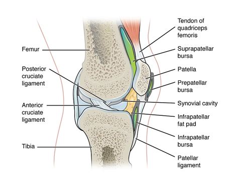 Synovial Bursa and Inflammation - HealthBeauty123 | Your Health ...