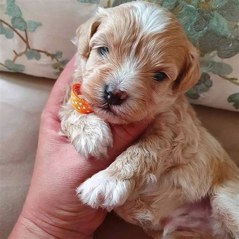 Maltipoo Puppies For Sale North Charleston SC Furevermaltiooo