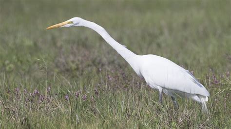 Great White Egret Facts Habitat Diet Pictures