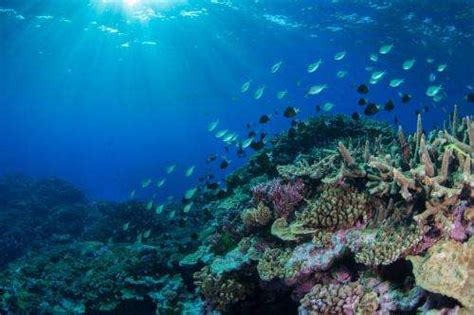 New Study Suggests Coral Reefs May Be Able To Adapt To Moderate Climate