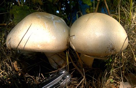 Agaricus Mushroom Identification