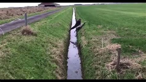 Rescued Sheep Jumps Back Into Ditch YouTube