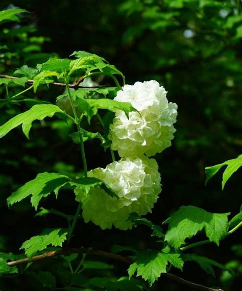 Boule De Neige Culture Floraison Et Entretien